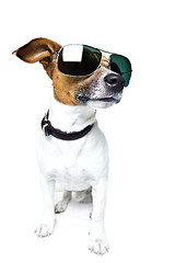 Image showing dog with funny shades