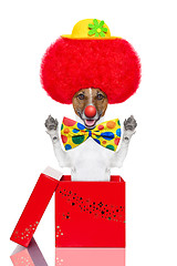 Image showing clown dog with red wig and hat