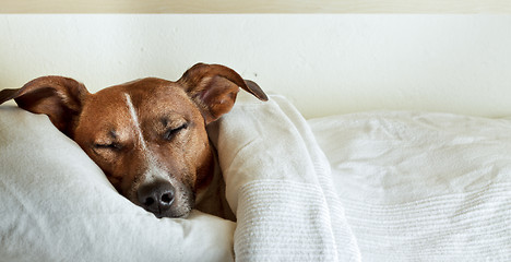 Image showing sleeping dog