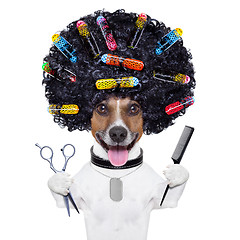 Image showing hairdresser   dog with curlers