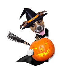 Image showing halloween witch dog 