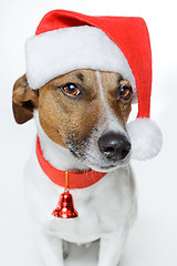 Image showing christmas dog santa