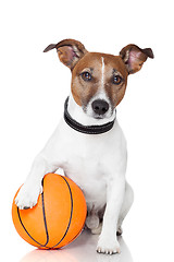 Image showing Basket ball  winner dog