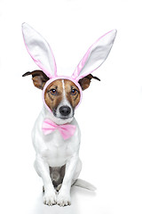 Image showing bunny dog easter