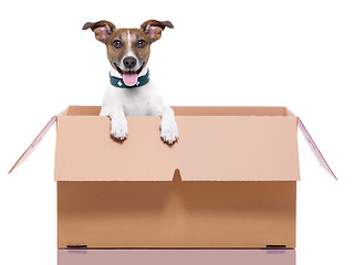 Image showing moving box dog