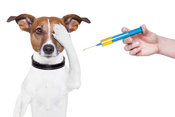 Image showing dog vaccination