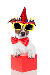 Image showing birthday dog 