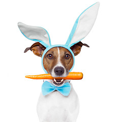 Image showing dog with bunny ears and a carrot