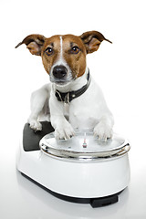 Image showing dog on scale