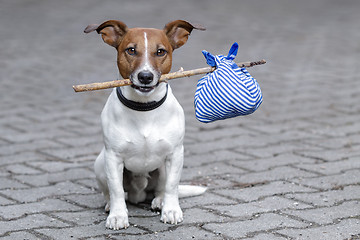 Image showing homeless dog