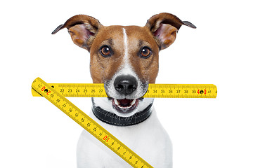 Image showing handyman dog with a yellow folding ruler