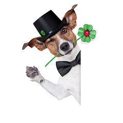 Image showing lucky dog 