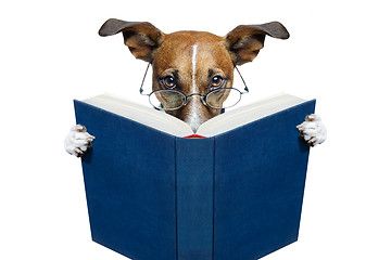 Image showing reading book dog 