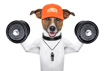 Image showing fitness dog 