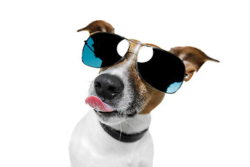 Image showing dog with funny shades