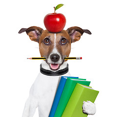 Image showing school dog