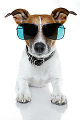 Image showing dog with funny shades