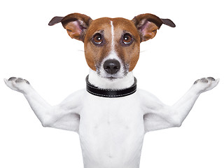 Image showing Meditating dog