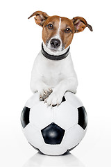 Image showing dog with a white soccer ball