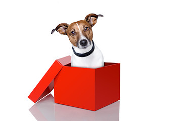 Image showing dog in a box 