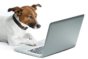 Image showing dog computer 