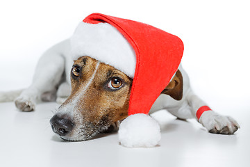 Image showing christmas dog santa