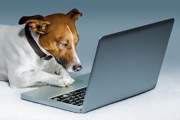 Image showing dog computer 