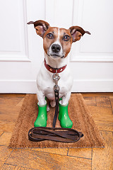 Image showing  dog rubber rain boots