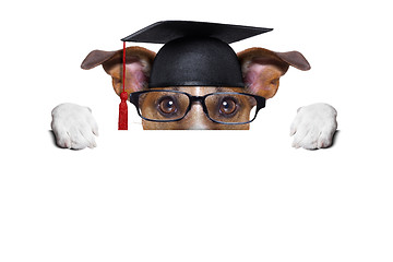 Image showing graduate dog