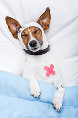 Image showing Sick dog with bandages lying on bed