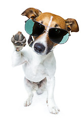 Image showing dog with funny shades