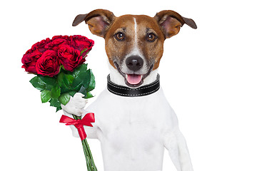 Image showing valentine dog 