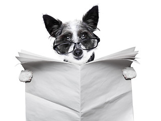 Image showing dog newspaper