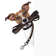 Image showing dog with leather leash