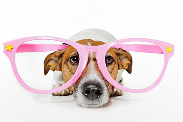 Image showing funny glasses dog 