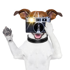 Image showing dog photo