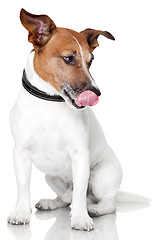 Image showing hungry dog licking tongue