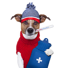 Image showing sick ill cold dog 