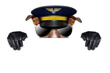 Image showing pilot dog