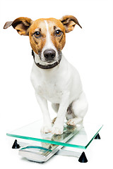 Image showing dog on scale