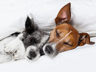 Image showing two dogs in love 