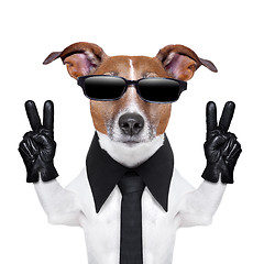 Image showing cool dog