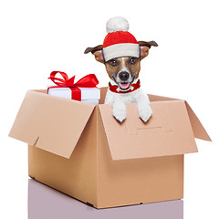 Image showing winter christmas dog