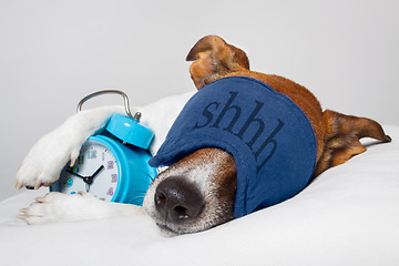 Image showing Dog sleeping with alarm clock and sleeping mask