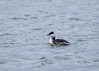 Image showing Slavonian Grebe