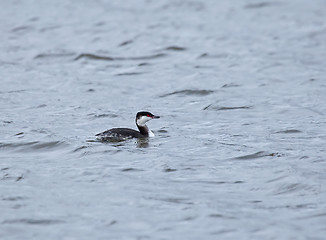 Image showing Slavonian Grebe