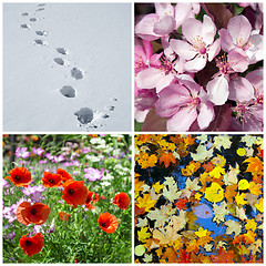 Image showing Four seasons. Winter, spring, summer, autumn.