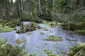 Image showing Icy pond