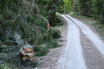 Image showing Fallen spruce