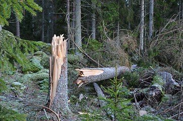 Image showing Broken tree